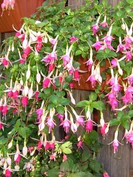 DSCF1026