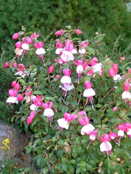 DSCF1029